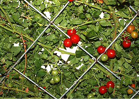 永泰绿色生态园