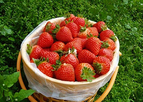 同聚缘草莓采摘园