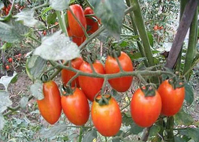 高新农业技术示范园区