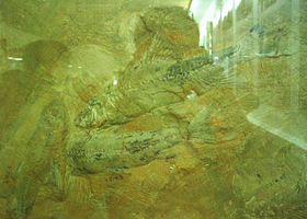 周口店鱼化石产地