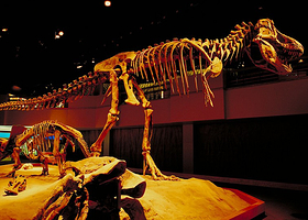 中生代恐龙化石厅