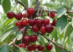 全美樱桃生态园