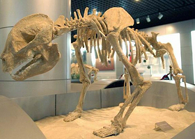 中国卧龙大熊猫博物馆