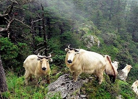 白羊自然保护区