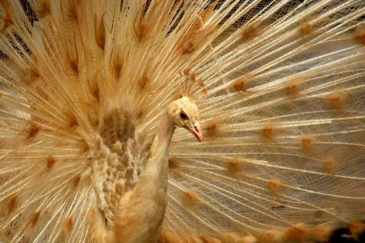 夜间动物园旅游