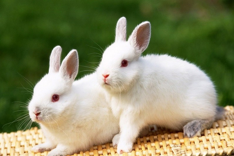 小小动物园旅游