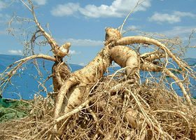 抚松人参种植场