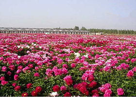 顺义三高科技农业试验示范区