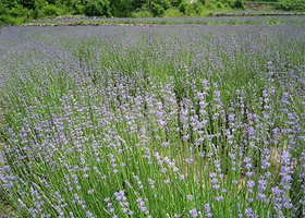 观蓝谷薰衣草观光园