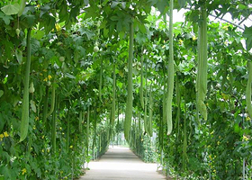 乳山正华农林科技示范园