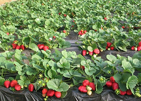 北京密云蔡家洼农业生态园