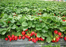 哈尔滨北大荒有机草莓园