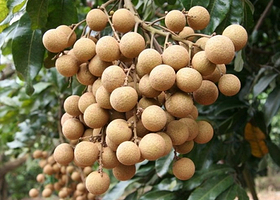 石硖龙眼母本园