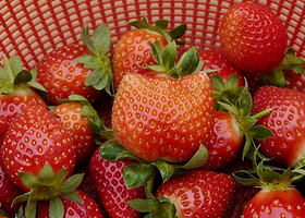 北京顺义源生健采摘园