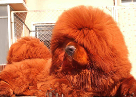 中国藏獒观赏园总园