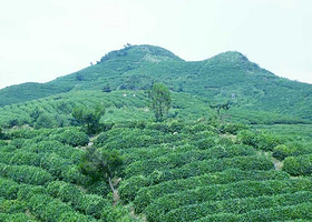 螺丝壳原始森林