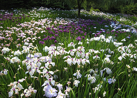 鸢尾花园