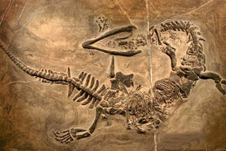 古生物化石点旅游