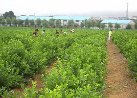 小毛驴市民农园