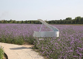 曼谷乐园薰衣草