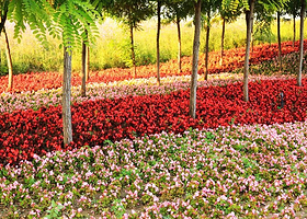 梦幻紫海香草庄园