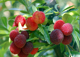 父子岭杨梅基地