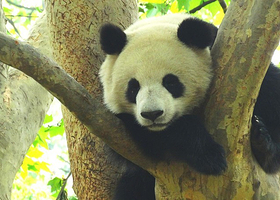 下渚湖熊猫园
