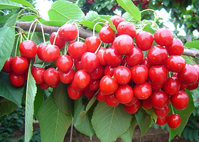 郭家村樱桃采摘园