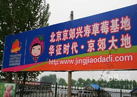 北京京郊兴寿草莓基地