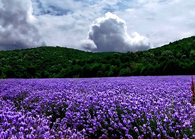张北千紫薰衣草花田
