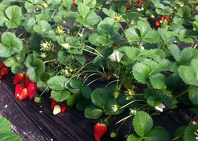 金潍多草莓采摘基地