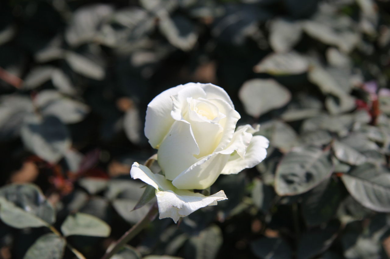 凡花小筑采摘园