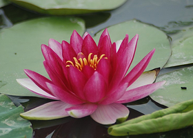 蜀水荷乡千手观音园