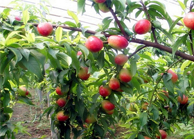 绿品网联盟生态园