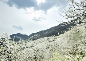 统景印盒李花生态旅游区