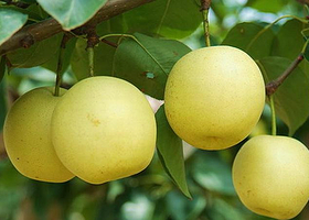 金落凌富硒梨采摘园