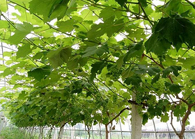 七彩龙珠葡萄科技园