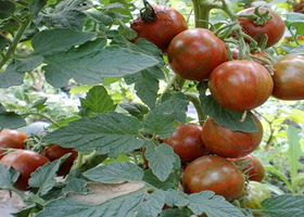 香坊试验农场第二园区采摘园