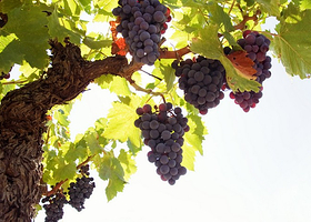 哈尔滨葡萄王国