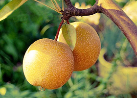 大兴梨花村梁师傅采摘园