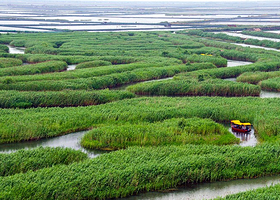水上芦荡迷宫