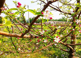 颐卉薰衣草庄园