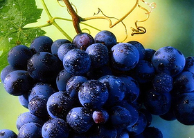 五毛富硒葡萄庄园