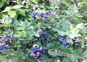 丰农现代生态园