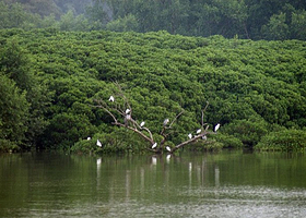 红树林保护区