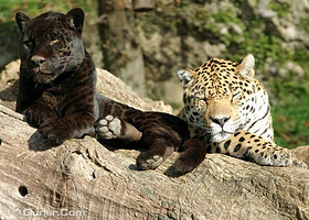 萨尔茨堡动物园