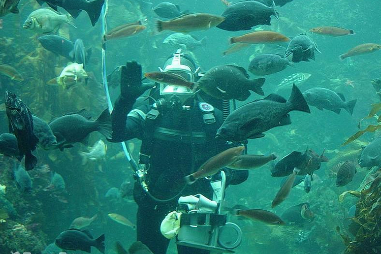 蒙特雷湾水族馆旅游