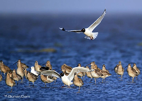 鄂尔多斯遗鸥自然保护区