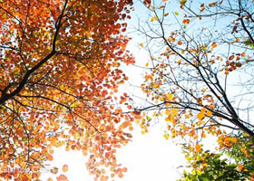 青林寨关公园风景区