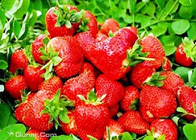 老刘草莓采摘基地